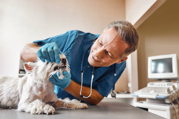 Best Emergency Dental Care for Broken or Chipped Teeth in Coal City, IL